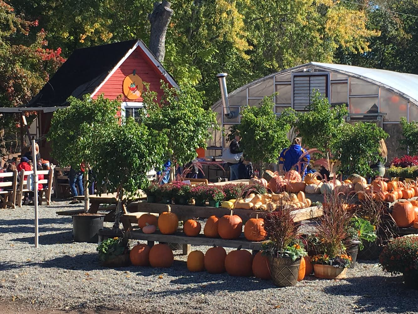 Mums, Pumpkins, Gourds, Deer Resistant Plants, and SO much more! Stop on down!