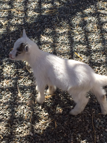 Baby Goat