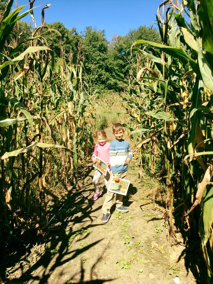 Corn Maze